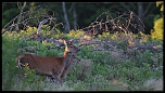 -img_0035face.jpg