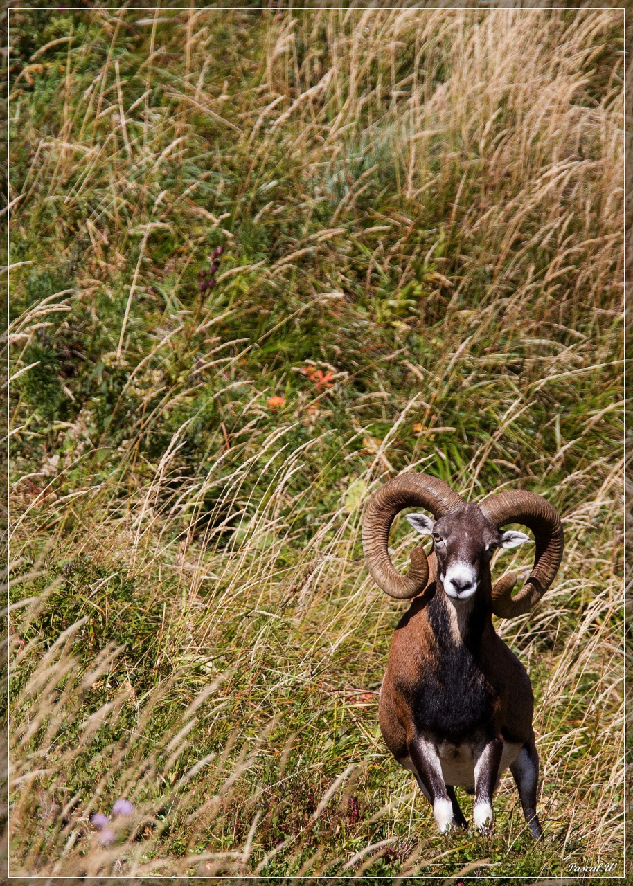 -mouflon-0148face.jpg