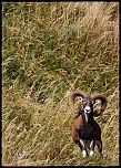-mouflon-0148face.jpg