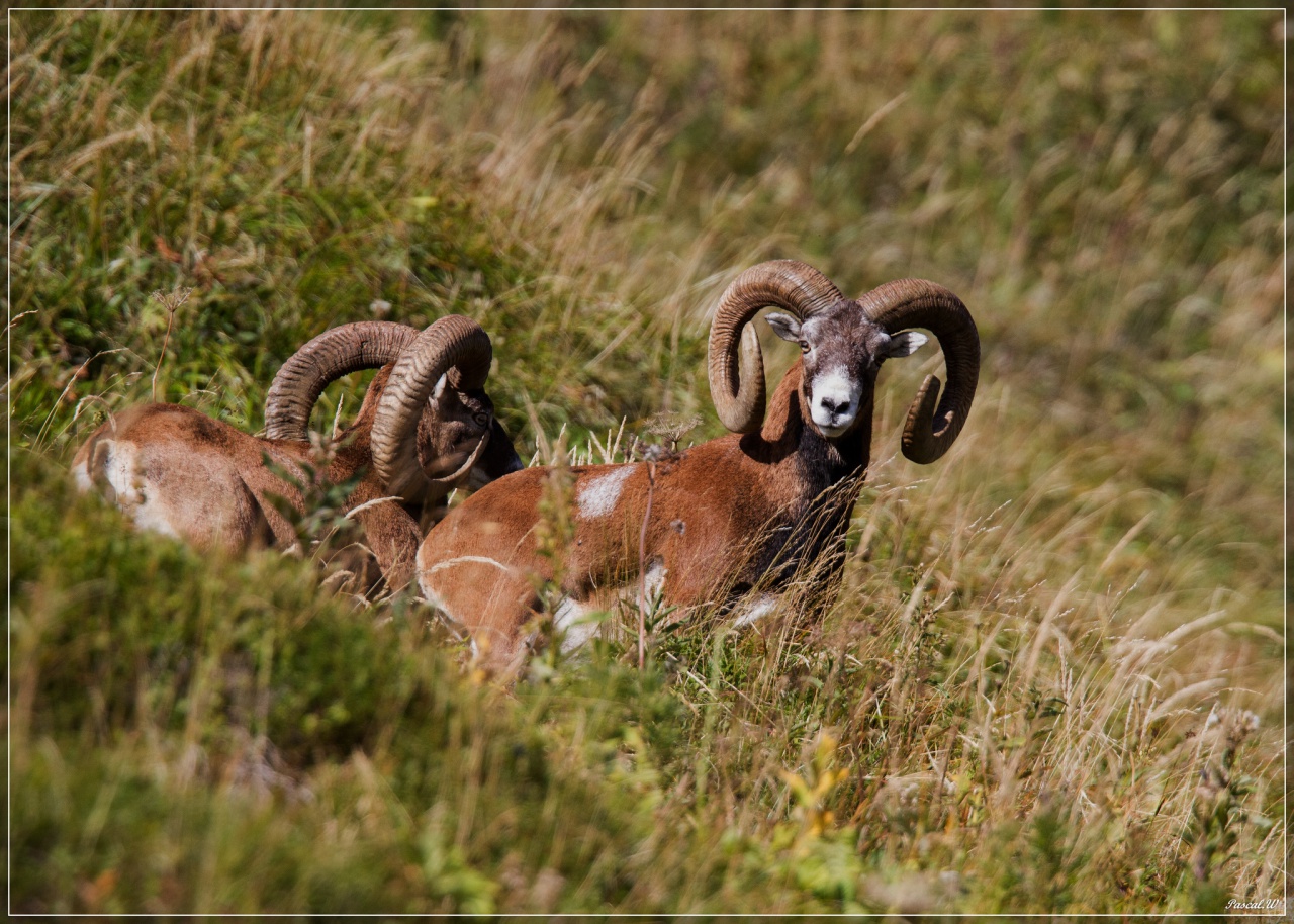 -mouflon-0156face.jpg