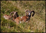 -mouflon-0156face.jpg