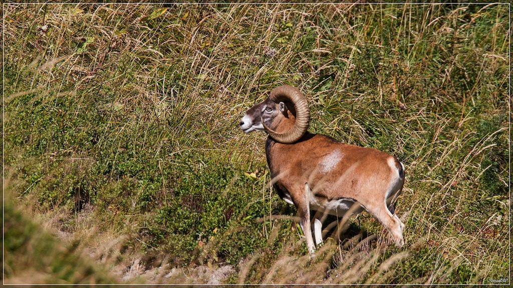 -mouflon-0159.jpg