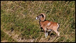 -mouflon-0159.jpg