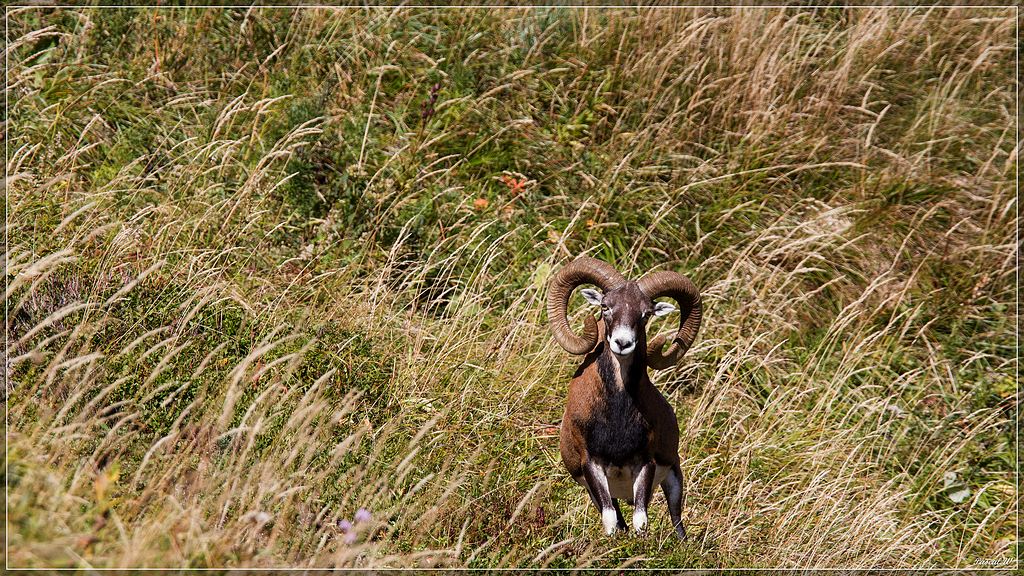 -mouflon-0148seizeface.jpg