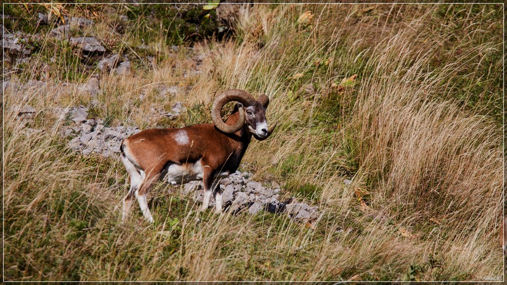 -mouflon-0167.jpg