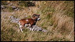 -mouflon-0167.jpg