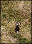 -mouflon-0150.jpg