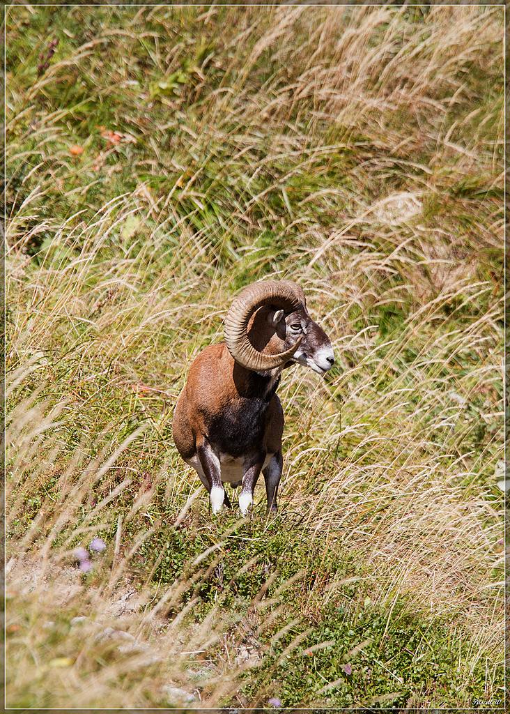 -mouflon-0154.jpg