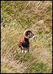-mouflon-0154.jpg