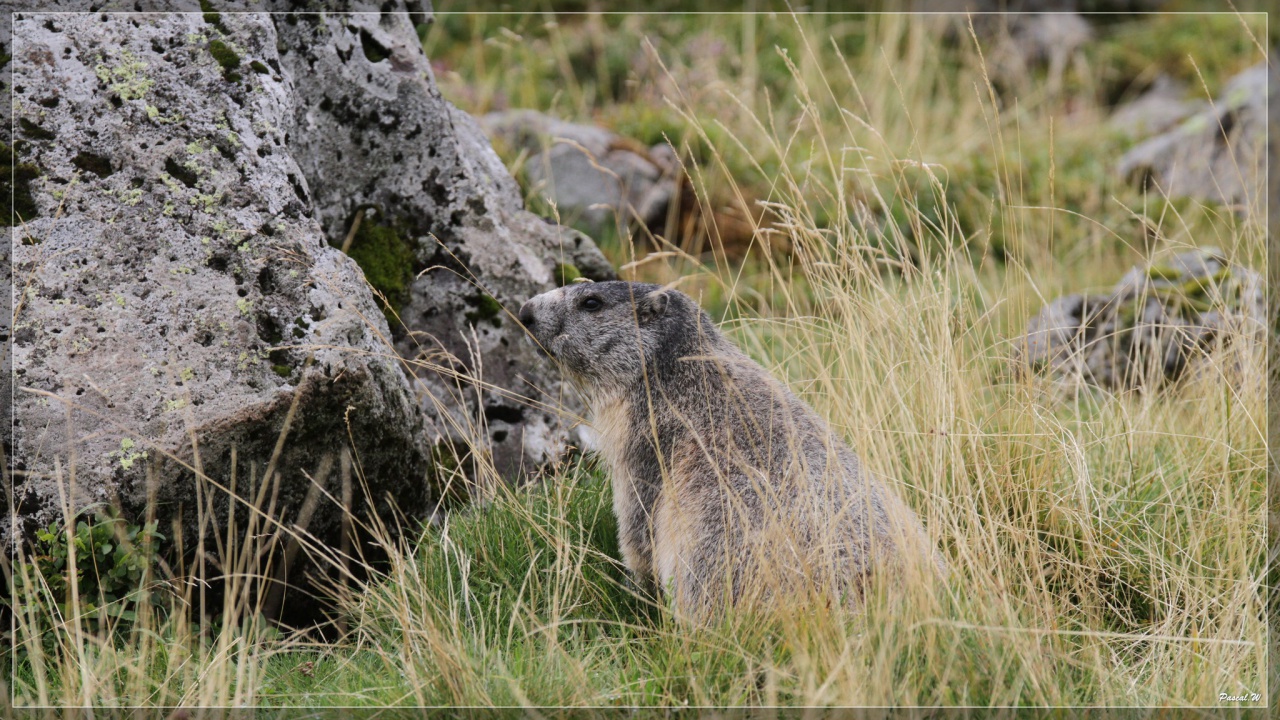 -marmotte2.jpg