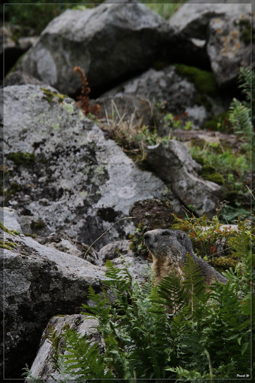 -marmotte-3.jpg