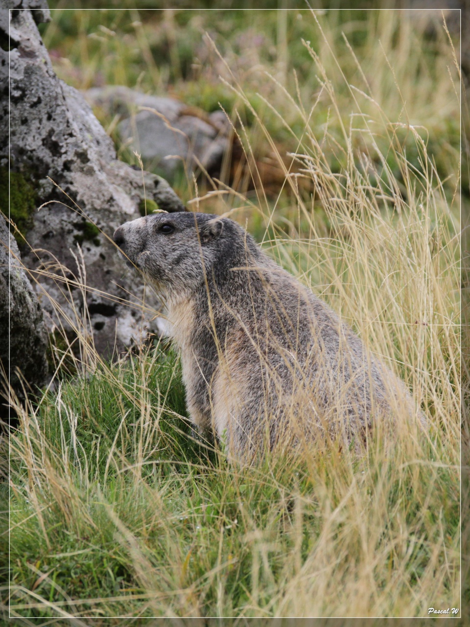 -marmotte.jpg