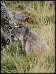 -marmotte.jpg