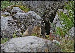 -img_0080face.jpg