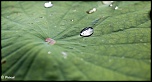 -n-nuphar-1-sur-1-.jpg