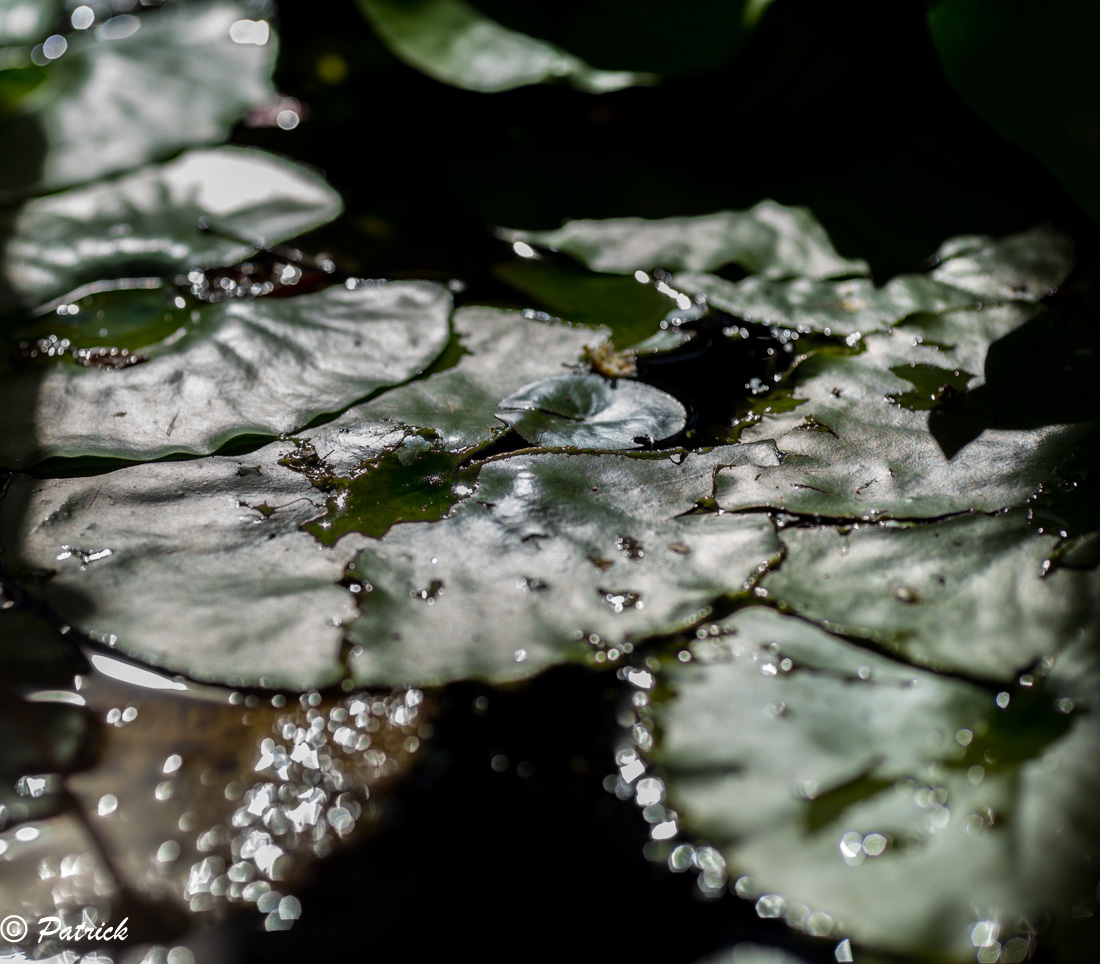 -n-nuphar2-1-sur-1-.jpg