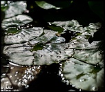 -n-nuphar2-1-sur-1-.jpg