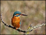 Les oiseaux