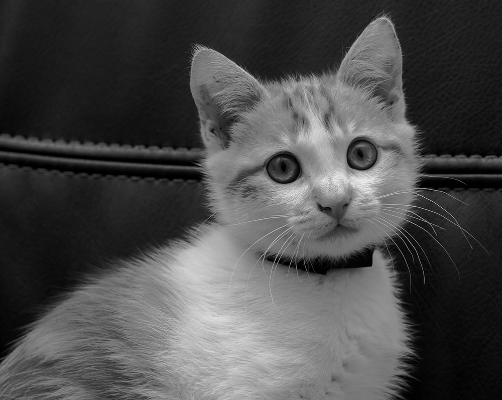 -cat-3.jpg