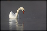 Des cygnes sauvages dans la brume matinale d'automne.