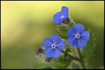 Couleurs florales.