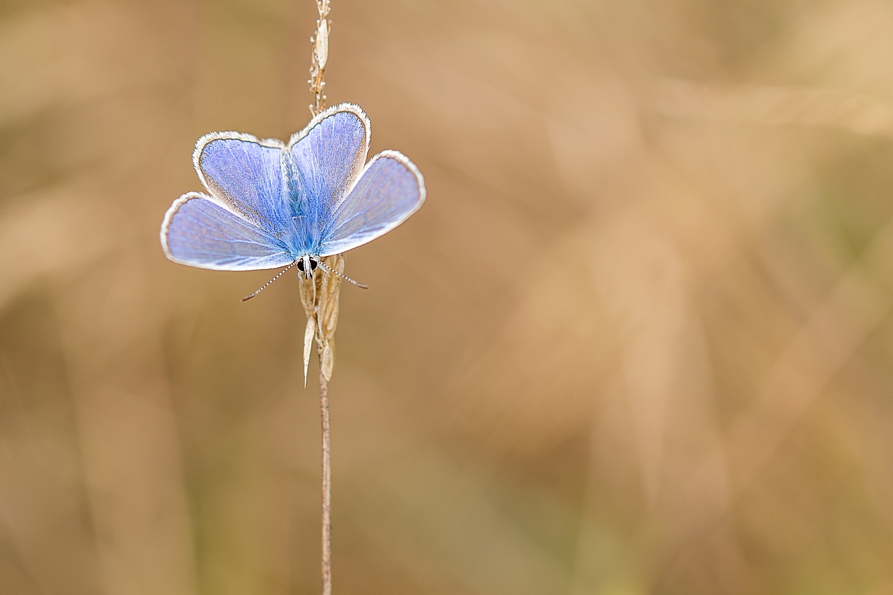 -ptit-bleu.jpg