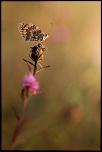 -caresse-matinale.jpg