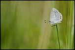 -au-milieu-des-herbes.jpg