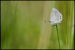 -au-milieu-des-herbes.jpg