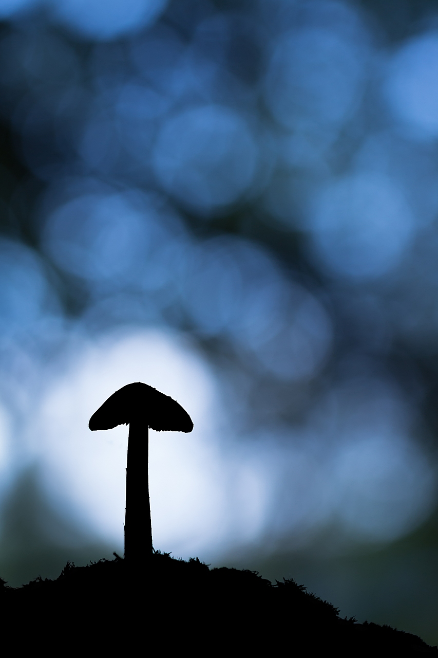 -blue-life.jpg