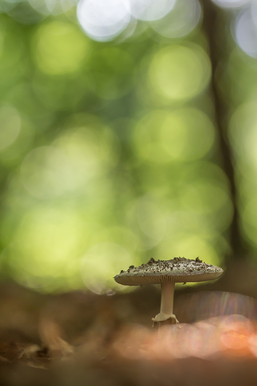 -champignon-de-lumi-re.jpg