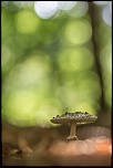 -champignon-de-lumi-re.jpg