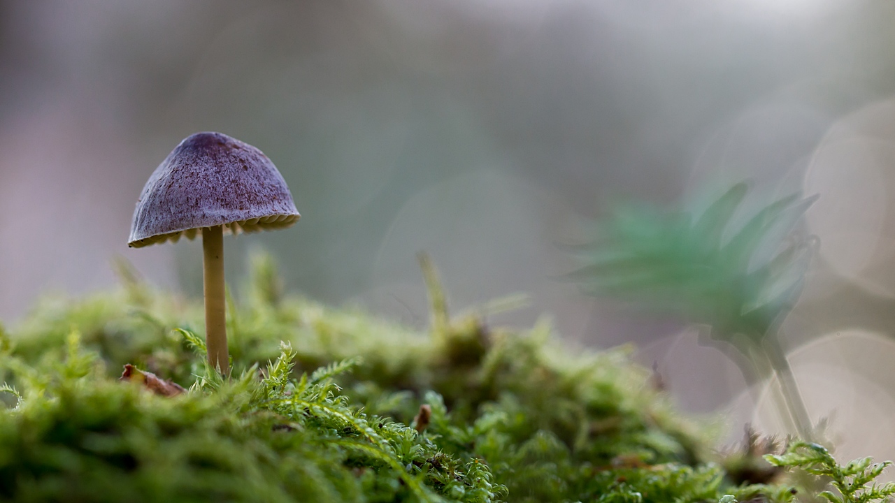 -winter-muschroom.jpg