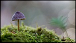 -winter-muschroom.jpg