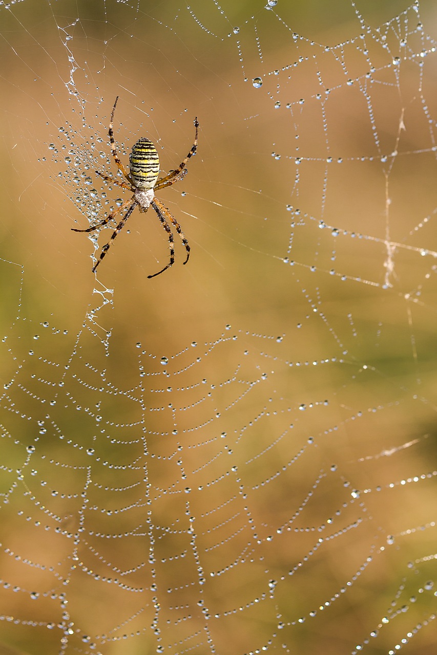 70-300 Sigma APO-arachnophobie-ii.jpg