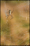 70-300 Sigma APO-arachnophobie-ii.jpg