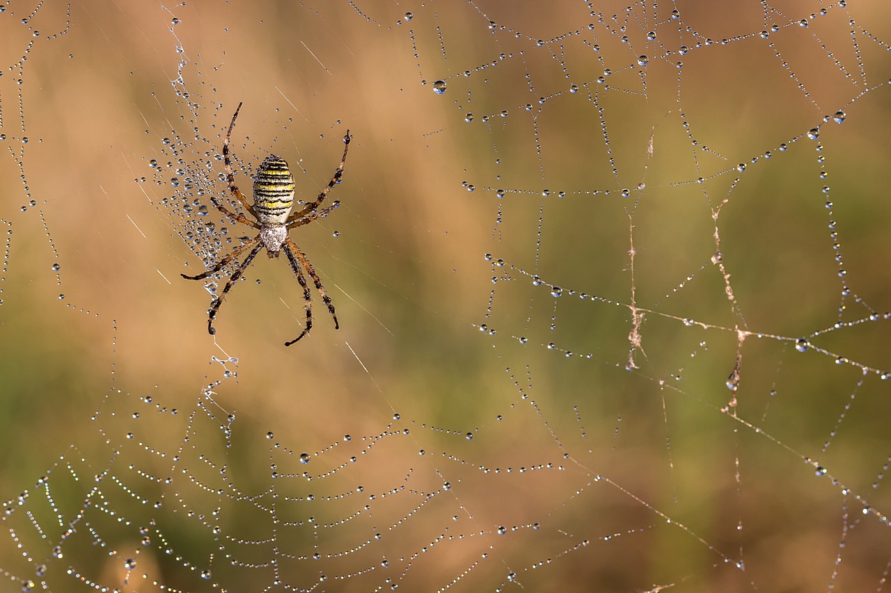 70-300 Sigma APO-arachnophobie.jpg