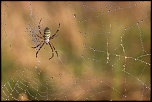 70-300 Sigma APO-arachnophobie.jpg