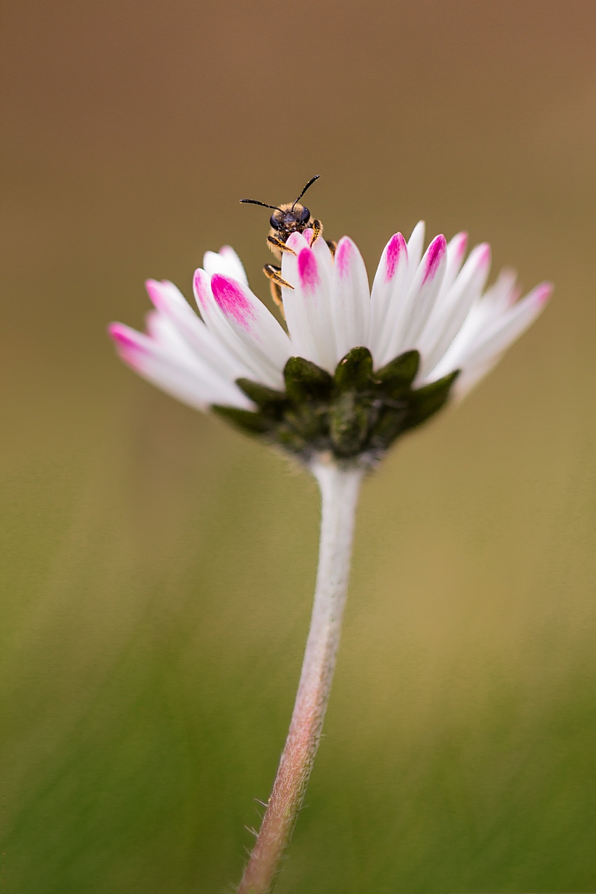 70-300 Sigma APO-comme-un-air-de-printemps.jpg