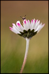 70-300 Sigma APO-comme-un-air-de-printemps.jpg