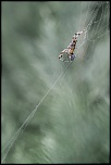 70-300 Sigma APO-emmaillotage.jpg