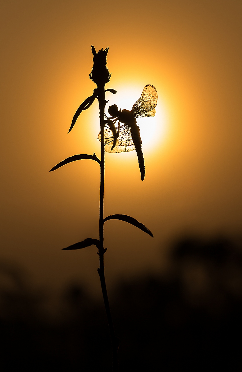 70-300 Sigma APO-une-silhouette-dans-le-brouillard-.jpg