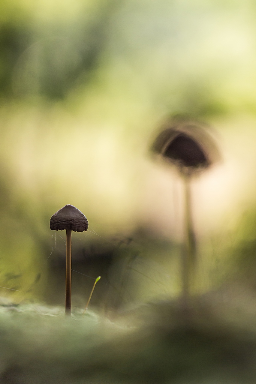 -forest-life.jpg
