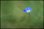 Veronica Persica