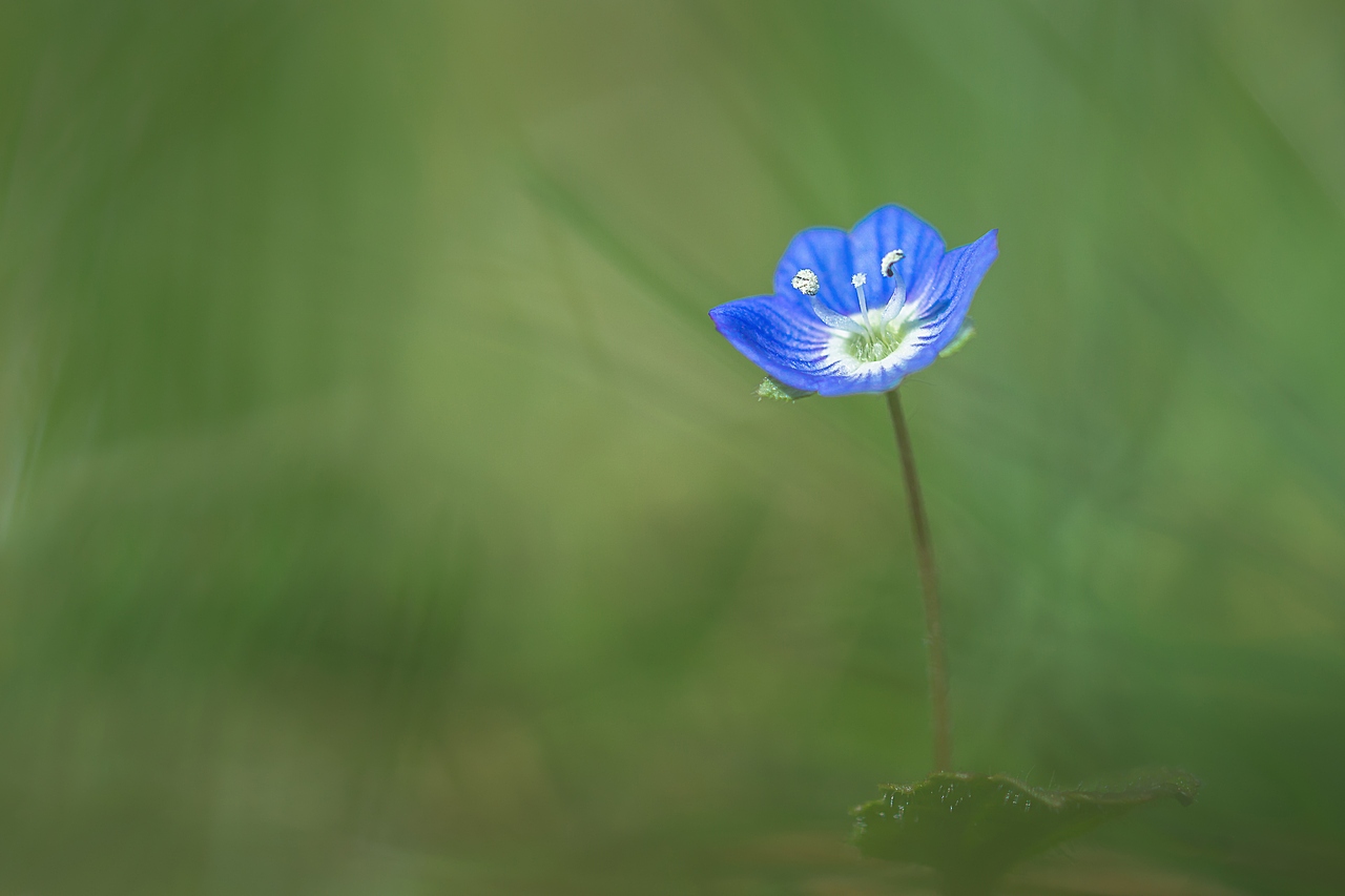 Veronica Persica