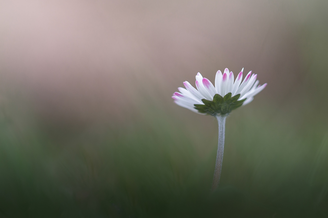 Simplicity