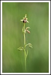 Ophrys Aranifera