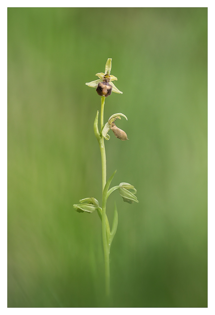 Ophrys Aranifera