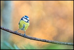 protection du 300D-bleu-orang-.jpg