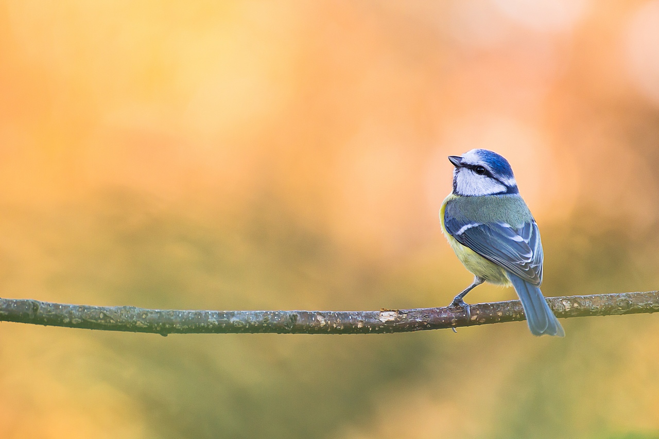 protection du 300D-bleu-orang-ii.jpg